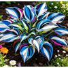 Vnuhgzs Hosta Alta a Foglia Larga - Resistente al freddo e tollerante al caldo - Eccellente per la progettazione paesaggistica in complessi residenziali e giardini-4 root-A