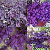 Generic Portal Cool 100 Stücke Oxalis Samen: 10X / Beutel Einfach Wachsen Triangularis Samen Shamrock-Oxalis Lampen Mehrjährige Blattblume