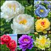 Vnuhgzs Peonia rara/Peonia ibrida a tubero/Rizoma/Resistente/Giardino/Facile da curare/Decorazione per esterni-1 Rizoma-B