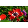 Generico 12 bulbi di Anemone de Caen (misto)