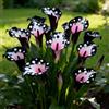 Nyugs Calla Lily- Rizomi Calla Resistenti- Rizomi Perenni Giardino- Piantagioni Calla Lily Rari Giardino Elegante Esposizione-e-2 rizomi