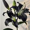 VJIDOSO Lilium tuberi mix di cipolle,gigli in vaso,cipolle perenni,decorativi,grazia,gigli a cipolle resistenti all'inverno,ottima decorazione-2pezzo-L