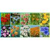 Generico Set di semi con 10 diverse varietà di fiori da prato oltre 28.000 semi tutti confezionati singolarmente per il giardino e il prato di fiori selvatici