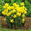 GardenersDream Narciso Tete A Tete, Daffodil nano per giardini rocciosi, bulbi fioriti primaverili, piante.