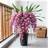 Vnuhgzs Orchidee Cymbidium per Soggiorni - Eleganti e Sontuose - Esaltano lo Stile della Casa - Resistenti Perenni-3 PCS-J