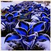 UYKOJMDR Resistant Hosta Dormienti,Crescita Vigorosa,Resistenti,Ombreggiature.-4knolle-C