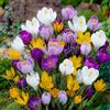 FLORIUM Cipolle giganti crocus - resistenti all'inverno, perenni