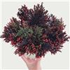 Generic 3 pz rosa di gerico cipolle vere - piante decorative regali da giardino per la decorazione delle piante delle donne Selaginella tamariscina Decorazione del soggiorno con piante da