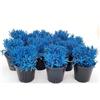 POWERS TO FLOWERS - LAVANDA COLOR LIFE BLU, 12 PIANTE, VASO 14CM DIAMETRO, piante vere