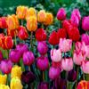 FLORIUM Darwin Hybrid - Bulbi a tulipano, 25 pezzi, 5 varietà | Fiori primaverili colorati per aiuole, bordi, vasi e fiori recisi