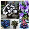 UYKOJMDR Midnight Blue Hosta Rizomi,Resistenti al Freddo,Crescita Vigorosa,er Ombreggiature,Compatti,Naturali,Freschi.-4Wurzel-H
