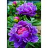 Vnuhgzs Peonia ibrida a tubero/Peonia rara/Rizoma/Resistente/Giardino/Facile da curare/Decorazione per esterni-1 Rizoma-F