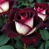PQEWFV Rizoma Di Rosa Raro, Sorprendentemente Crescente, Perenne, Adatto Per Primavera E Autunno, Per La Cura Del Giardino E Per La Progettazione Del Paesaggio-1 Rizoma-J