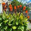 Generic Canna gigli - d'appartamento esotiche raro giardino sul balcone balcone interno all'aperto giardino interno decorazioni per esterni arredamento del 6bulbi