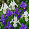 DUTCH BULBS EXCLUSIVE PLANTS FROM HOLLAN Bulbi Fiori Perenni da Esterno - 50 Bulbi Iris Olandesi Blue Paradise | Mix di 5 varietà e colori, Piante e Fiori Esclusivi dall'Olanda, per giardino, vasi e balcone (non semi, non artificiali)
