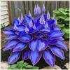 UYKOJMDR Vitali,Naturali,Freschi,decorazione,Midnight Blue,Compatti,Robusti Hosta.-4cipolle-L