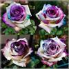 VJIDOSO Cipolle con rose Rari,Abbellire l'ambiente,resistenti all'inverno,grazia,decorazione da giardino,Aroma affascinante,rizoma di rosa,mix di cipolle.- 2Wurzel-B
