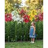 Florium Bulbi di Gigli Albero Giganti - 15 Fiori Perenni Rustici