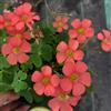 Generic oxalis triangularis - da giardino e da selvatici giardino interno a precoce in vaso,to, 5bulbi