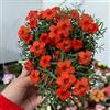 Generic oxalis, triangularis - giardino di primaverili da regalare decorazione soggiorno da, copertura del terreno, resistente, 10bulbi