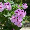 Generic Gerani pendenti - Pelargonium - resistenti in vaso da esterno Decorazioni per giardini esterni, aromatiche, arredamento per soggiorno con letto rialzato da 130semi