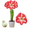 DUTCH BULBS EXCLUSIVE PLANTS FROM HOLLAN Bulbi di Amaryllis Striped Passion - 1 bulbi fiori in grande formato 26/30 | Piante e fiori esclusivi dall'Olanda, Autentici Hippeastrum (senza semi, senza cera e non artificiali)
