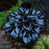 OJMUJDJ Midnight Blue Hosta, resistente al freddo e alla siccità: una selezione di hosta adatte per decorare giardini e balconi.-6bulbi-B