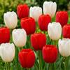DUTCH BULBS EXCLUSIVE PLANTS FROM HOLLAN Bulbi Fiori Mix Primaverile - 20 Bulbi - Perenni & Resistenti | Mix Colorato, Piante dall'Olanda, Mix Primaverile Colorato, per giardino e vasi (no semi, non artificiale)