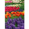 Flora Import 100 X Tulipani, Giacinti, Muscari, Narcisi MISTI - 100 X Tulipa, Hyachintus, Muscari, daffodils MIX - Bulbi Di Alta Qualità