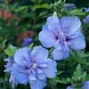 le Georgiche Vivai le Georgiche - Pianta vera di Hibiscus syriacus Blue Chiffon - vaso 6,5 Litri - Quadrato