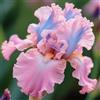 Nyugs Iris- Rizomi Iris Resistenti- Rizomi Perenni Giardino- Piantagioni Iris Rari Giardino Elegante Esposizione-10 rizomi-d