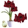 DUTCH BULBS EXCLUSIVE PLANTS FROM HOLLAN Bulbi di Amaryllis Benfica - 1 bulbi fiori in grande formato 26/30 | Piante e fiori esclusivi dall'Olanda, Autentici Hippeastrum (senza semi, senza cera e non artificiali)