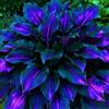 WEFHGFG Facile Da Mantenere Rari Hosta/Perfetto per chi è sempre indaffarato/Resistente.edizione limitata.-10Hosta pezzo-D