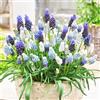DUTCH BULBS EXCLUSIVE PLANTS FROM HOLLAN Bulbi Fiori Perenni da Esterno - 50 Bulbi Muscari Mix | Mix di 5 varietà e colori, Piante esclusive dall'Olanda, per giardino, vaso e balcone (non semi, non artificiali)