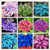 UYKOJMDR Midnight Blue Hosta Rizomi,Resistenti al Freddo,Crescita Vigorosa,er Ombreggiature,Compatti,Naturali,Freschi.-4Wurzel-G