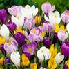 DUTCH BULBS EXCLUSIVE PLANTS FROM HOLLAN Bulbi Fiori Perenni da Esterno - 100 Bulbi Crocus Gigante Mix | Piante e fiori esclusivi dall'Olanda, 5 varietà e colori diversi, per giardino, vasi e balcone (non semi, non artificiali)
