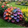 Vnuhgzs Hosta Nana (Varietà a Cespuglio) - Di facile manutenzione - Un perfetto accento decorativo per spazi abitativi e davanzali-4 root-H