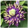 FDIUYEW Rizomi di Clematis Perenne- Clematis di Facile Coltivazione- Crescita Rigogliosa in Giardino- Splendida Vetrina da Giardino-6 rizomi-e