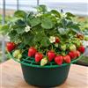 Generic 10 supporti per piante di fragole e anguria, robusti supporti per la coltivazione di frutta con drenaggio a griglia aperta, supporti da giardino elevati per meloni, bacche, verdure, patio e giardini