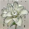 VJIDOSO Lilium tuberi mix di cipolle,gigli in vaso,cipolle perenni,decorativi,grazia,gigli a cipolle resistenti all'inverno,decorazione.-2pezzo-N