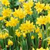 Bloomique - Mix di 25 - Narcissus 'Tête-à-Tête' - Narcisi nani - Bulbi - Fioritura primaverile - Perenni - Cresce fino a 15-20 cm