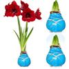 DUTCH BULBS EXCLUSIVE PLANTS FROM HOLLAN Bulbi di Amaryllis Cera Blu Striato - 2 Bulbo da Fiore | Grande Formato 28/30, Piante e Fiori Esclusivi dall'Olanda, Hippeastrum Autentico (non semi, non artificiale)
