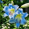 VJIDOSO Lilium tuberi mix di cipolle,gigli in vaso,cipolle perenni,decorativi,grazia,gigli a cipolle resistenti all'inverno,decorazione.-2pezzo-B