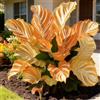 Vnuhgzs Spettacolare Taro a Orecchie di Elefante/Robusto Taro a Orecchie di Elefante/Resistente al Freddo e all'Ombra/Decorazione da Giardino/Facile da Curare-3 PCS-B