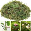 SISAY Muschio di Sfagno per Orchidea Phalaenopsis Decorazioni Terrario per Rettili, 150g Naturale Verde Sfagno Secco Giardino Idratante Nutrizione Fertilizzante Organico Dried Forest Moss Sphagnum Moss (3)