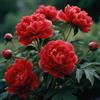 Nyugs Peonia, Rizomi Peonia Resistenti, Rizomi Perenni Giardino, Piantagioni Peonia Rari Giardino, Elegante Arbusto Peonia-i-1 rizoma