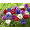 Flora Import 15 X Anemone Coronaria St.Brigid Mix - Anemone Doppio Misti - Bulbi Di Alta Qualità (15)