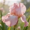 NJKNYOG Rizomi di Iris Resistenti al Freddo e Siccità | Per Giardini e Balconi | Regali Festivi-6bulbi-f