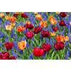 Flora Import 50 X Tulipani Doppi e Muscari - Tulipa Double & Muscari - Bulbi Di Alta Qualità (50)