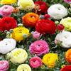 Bloomique - Mix di 50 - Ranunculus - Ranuncolo - Mix di colori - Bulbi - Fioritura primaverile - Perenni - Cresce fino a 30-40 cm
